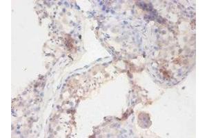 Immunohistochemistry of paraffin-embedded human testis tissue using ABIN7141195 at dilution of 1:100 (Butyrylcholinesterase 抗体  (AA 1-141))