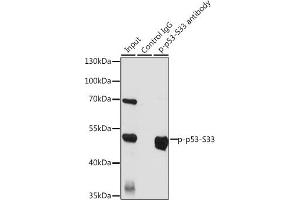 Immunoprecipitation analysis of 200 μg extracts of HT-29 cells, using 3 μg Phospho-p53-S33 pAb (ABIN6135330, ABIN6136276, ABIN6136277 and ABIN6225656). (p53 抗体  (pSer33))
