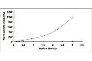 ELISA image for Haptoglobin (HP) ELISA Kit (ABIN2014309)