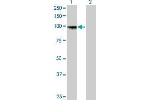 Western Blot analysis of PCDHGA8 expression in transfected 293T cell line by PCDHGA8 monoclonal antibody (M01), clone 1C11. (PCDHGA8 抗体  (AA 357-444))