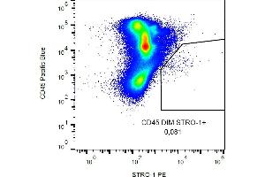 Flow cytometry analysis (surface staining) of human peripheral blood with anti-STRO-1 (STRO-1) PE. (STRO-1 抗体 (PE))