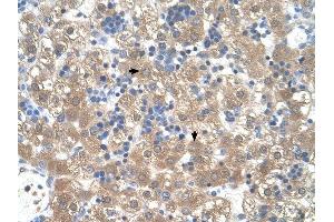 PEX3 antibody was used for immunohistochemistry at a concentration of 4-8 ug/ml to stain Hepatocytes (arrows) in Human Liver. (PEX3 抗体  (N-Term))