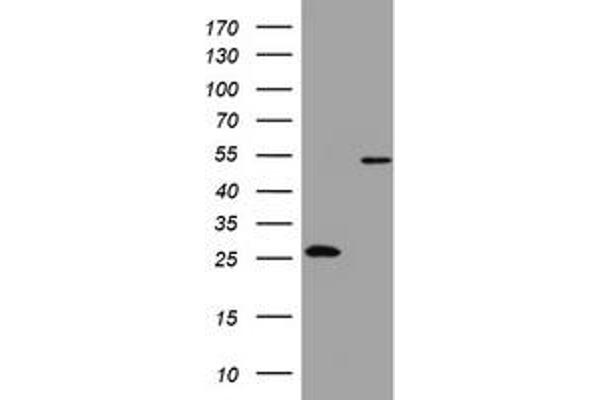 OXSM anticorps  (AA 78-343)