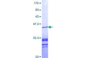 PAWR Protein (AA 231-340) (GST tag)