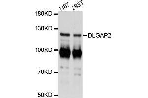 Western blot analysis of extracts of various cell lines, using DLGAP2 antibody (ABIN6292252) at 1:3000 dilution. (DLGAP2 抗体)