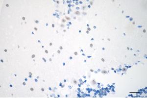 Immunohistochemistry was performed on paraffin-embedded mouse brain using chromobox 3 antibody (ABIN7798064), 1:500). (CBX3 抗体)