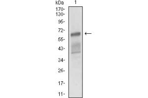 Western Blotting (WB) image for anti-Activated Leukocyte Cell Adhesion Molecule (ALCAM) (AA 48-216) antibody (ABIN1846221)