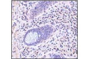 Immunohistochemistry of Lano in human colon tissue with this product at 10 μg/ml. (LRRC1 抗体  (C-Term))
