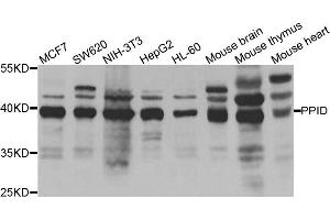 Western blot analysis of extracts of various cell lines, using PPID antibody. (PPID 抗体)