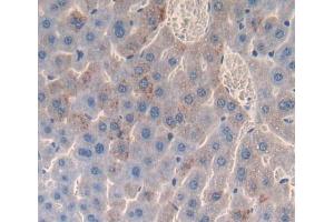 Used in DAB staining on fromalin fixed paraffin- embedded liver tissue (Cathepsin H 抗体  (AA 21-333))
