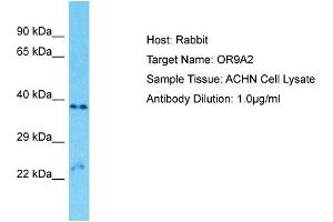 Host: Rabbit Target Name: OR9A2 Sample Type: ACHN Whole Cell lysates Antibody Dilution: 1. (OR9A2 抗体  (C-Term))