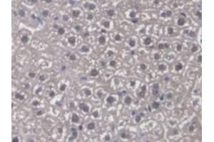 Detection of CYP-40 in Mouse Liver Tissue using Polyclonal Antibody to Cyclophilin 40 (CYP-40) (PPID 抗体  (AA 9-189))