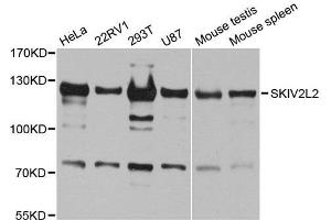 Western blot analysis of extracts of various cell lines, using SKIV2L2 antibody. (MTR4 抗体  (AA 1-304))