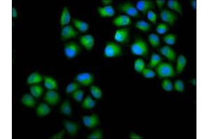 Immunofluorescence staining of Hela cells with ABIN7147649 at 1:100, counter-stained with DAPI.