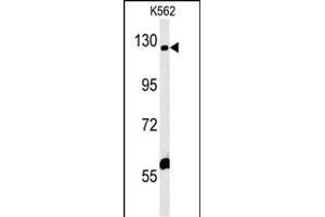 IQSEC3 Antibody (N-term) (ABIN652154 and ABIN2840570) western blot analysis in K562 cell line lysates (35 μg/lane). (IQSEC3 抗体  (N-Term))