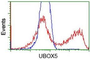 Image no. 2 for anti-U-Box Domain Containing 5 (UBOX5) (AA 1-130), (AA 419-487) antibody (ABIN1490569) (UBOX5 抗体  (AA 1-130, AA 419-487))