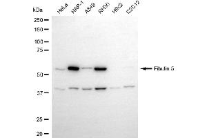 anti-Fibulin 5 (FBLN5) antibody