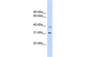 Image no. 1 for anti-CCAAT/enhancer Binding Protein (C/EBP), alpha (CEBPA) (AA 265-314) antibody (ABIN6745500) (CEBPA 抗体  (AA 265-314))