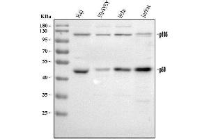 Western blot analysis of NFkB p105/p50/NFKB1 using anti-NFkB p105/p50/NFKB1 antibody (ABIN3043587).