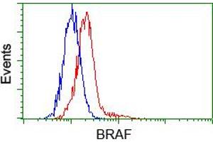 Flow cytometric analysis of Hela cells, using anti-BRAF antibody (ABIN2452815), (Red) compared to a nonspecific negative control antibody (TA50011) (Blue). (BRAF 抗体)