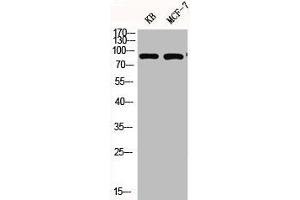 Western Blotting (WB) image for anti-Signal Transducer and Activator of Transcription 3 (Acute-Phase Response Factor) (STAT3) (pTyr705) antibody (ABIN7182757)