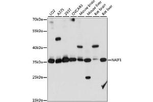 Western blot analysis of extracts of various cell lines, using NAIF1 antibody. (NAIF1 抗体)
