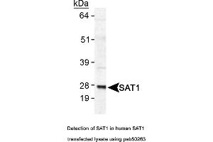 Image no. 1 for anti-Spermidine/spermine N1-Acetyltransferase 1 (SAT1) (AA 100-171), (C-Term) antibody (ABIN363572) (SAT1 抗体  (C-Term))