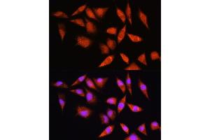 Immunofluorescence analysis of L929 cells using HSP antibody (ABIN6128040, ABIN6142040, ABIN6142041 and ABIN6223893) at dilution of 1:100. (HSPA2 抗体  (AA 400-639))