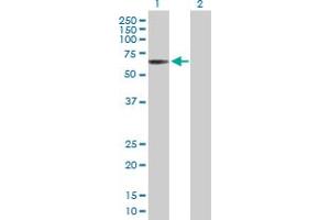 Western Blot analysis of SOCS5 expression in transfected 293T cell line by SOCS5 MaxPab polyclonal antibody.