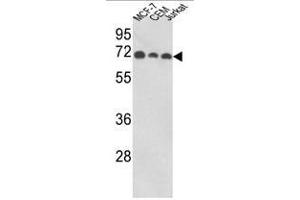 Western blot analysis of ABI1 Antibody (N-term) in MCF-7, CEM, Jurkat cell line lysates (35ug/lane). (ABI1 抗体  (N-Term))