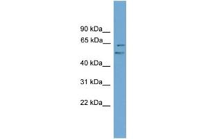 WB Suggested Anti-Nab2 Antibody Titration:  0. (NAB2 抗体  (Middle Region))