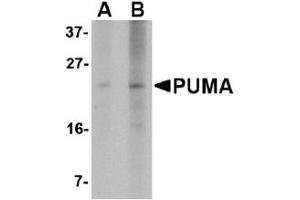 Western Blotting (WB) image for anti-BCL2 Binding Component 3 (BBC3) (AA 76-170) antibody (ABIN492517) (PUMA 抗体  (AA 76-170))