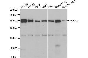 Western blot analysis of extracts of various cell lines, using ROCK2 antibody. (ROCK2 抗体)