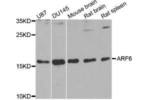 Western blot analysis of extracts of various cell lines, using ARF6 antibody. (ARF6 抗体  (AA 1-175))