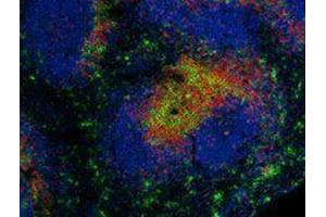 Immunofluorescence (IF) image for anti-CD4 (CD4) antibody (Alexa Fluor 594) (ABIN2656832) (CD4 抗体  (Alexa Fluor 594))