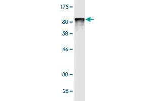 Western Blot detection against Immunogen (79. (HSPBAP1 抗体  (AA 1-488))