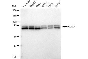Western blotting analysis using ACSL4 antibody (ABIN7797498).
