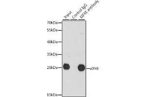 Immunoprecipitation analysis of 200 μg extracts of 293T cells, using 3 μg eIF4E antibody (ABIN3023084, ABIN3023085, ABIN3023086, ABIN1512857 and ABIN6219382). (EIF4E 抗体  (AA 1-100))