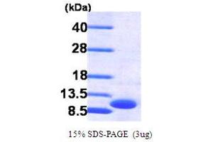 Growth Regulated Oncogene gamma (GRO gamma) (AA 35-107) protein (His tag)