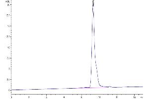 The purity of SARS-CoV-2 3CLpro (F140A) is greater than 95 % as determined by SEC-HPLC. (SARS-Coronavirus Nonstructural Protein 8 (SARS-CoV NSP8) (F140A) 蛋白)