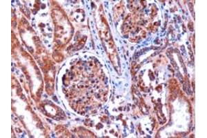 ABIN184774 (1µg/ml) staining of paraffin embedded Human Kidney. (KIF5B 抗体  (C-Term))