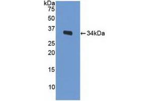 Western blot analysis of recombinant Mouse LRP1. (LRP1 抗体  (AA 692-962))