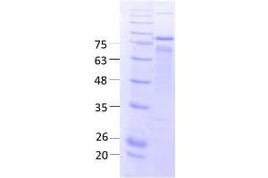 SDS-PAGE (SDS) image for delta-Like 1 Homolog (Drosophila) (DLK1) (AA 24-383) protein (rho-1D4 tag,MBP tag) (ABIN3078896)