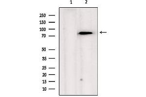 Western blot analysis of extracts from hela, using TRAP1  Antibody. (TRAP1 抗体  (Internal Region))