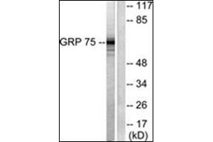 Western blot analysis of extracts from COS7 cells, using GRP75 Antibody. (HSPA9 抗体  (C-Term))