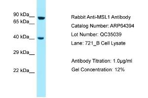 Western Blotting (WB) image for anti-Male-Specific Lethal 1 Homolog (MSL1) (Middle Region) antibody (ABIN2789827) (MSL1 抗体  (Middle Region))