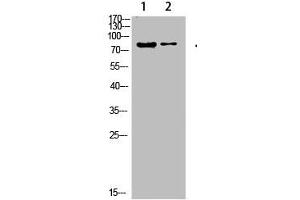Western Blot analysis of 1,hela 2,3T3 cells using primary antibody diluted at 1:500(4 °C overnight). (COL8a2 抗体  (AA 611-660))