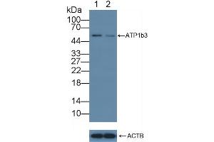 Knockout Varification: Lane 1: Wild-type A431 cell lysate, Lane 2: ATP1b3 knockout A431 cell lysate, Predicted MW: 32kd Observed MW: 55kd Primary Ab: 5 μg/mL Rabbit Anti-Human ATP1b3 Antibody Second Ab: 0.
