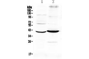 Western blot analysis of Follistatin using anti-Follistatin antibody . (Follistatin 抗体  (AA 31-261))