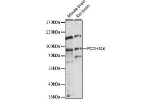 Western blot analysis of extracts of various cell lines, using PCDHB16 antibody (ABIN6291191) at 1:1000 dilution. (PCDHB16 抗体)